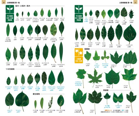 大葉植物種類 于林真